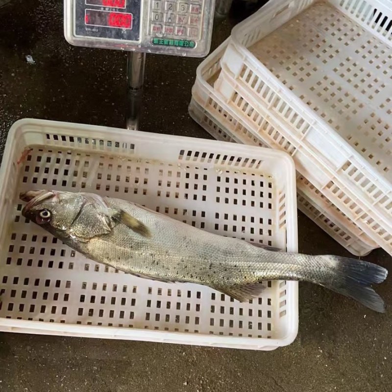 鳞网帮杀鲈鱼