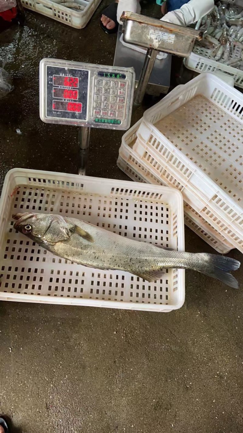 鳞网帮杀鲈鱼