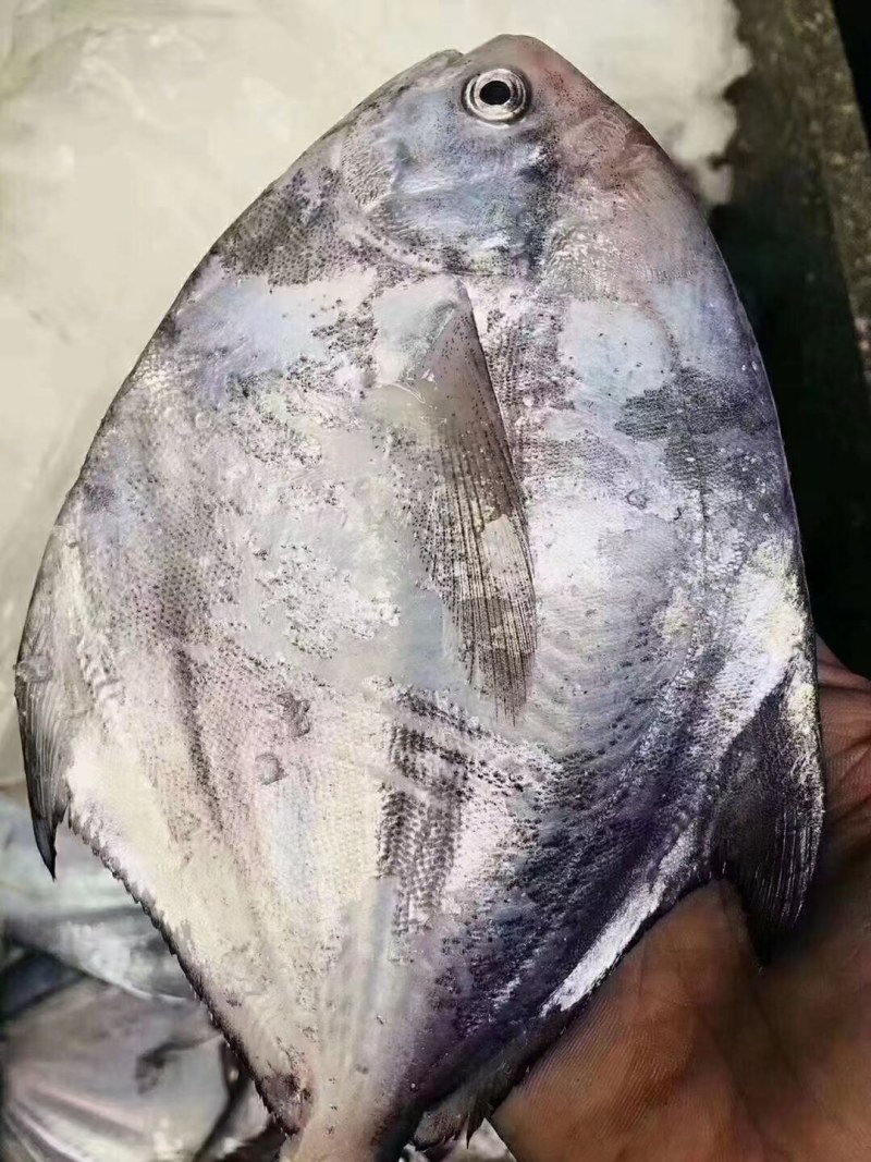 鳞网白鲳鱼