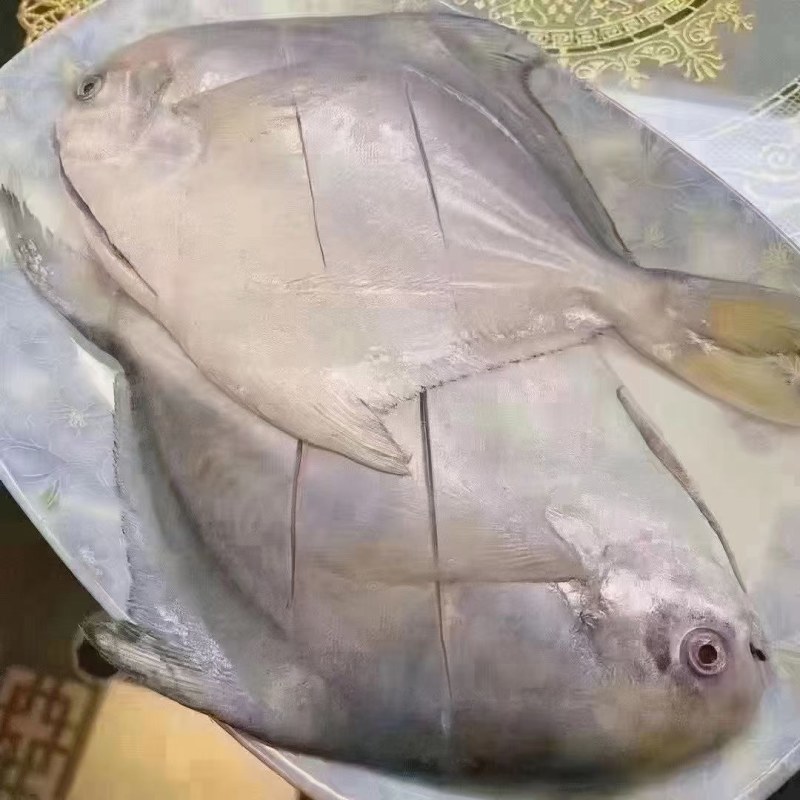 鳞网白鲳鱼