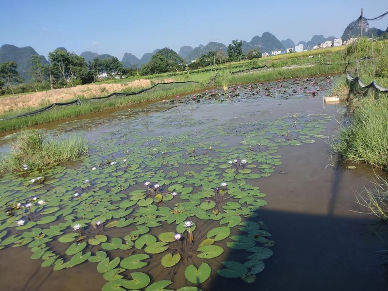 黑美人睡莲带花苞发货