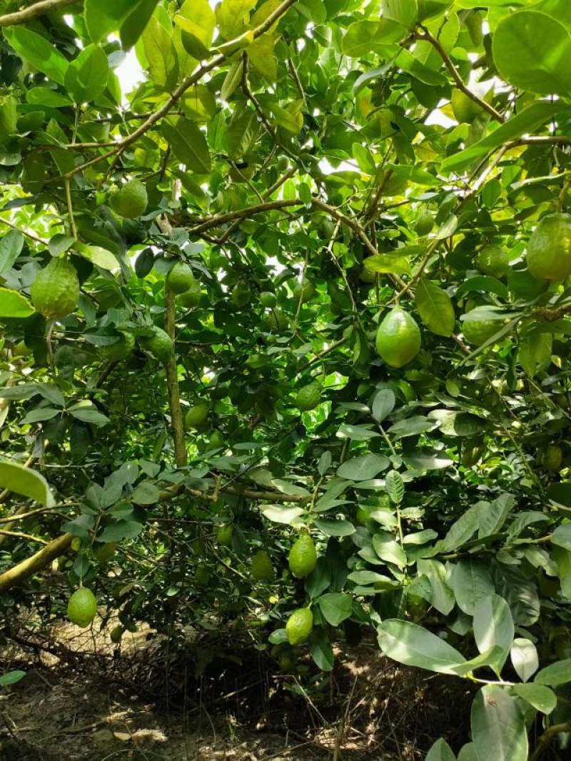 香水柠檬