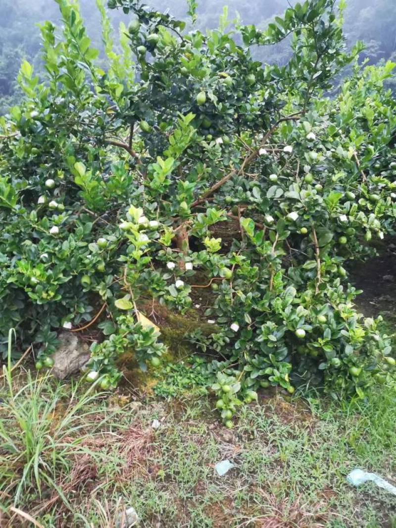 香水柠檬