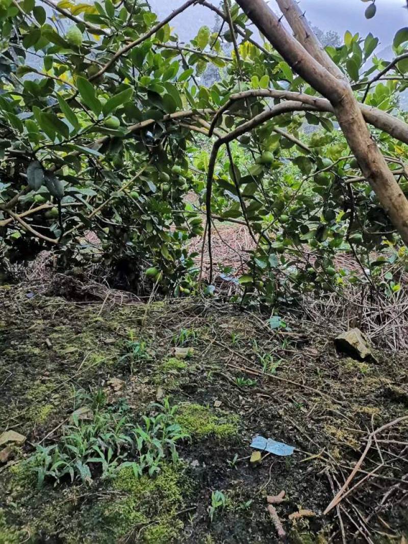 香水柠檬