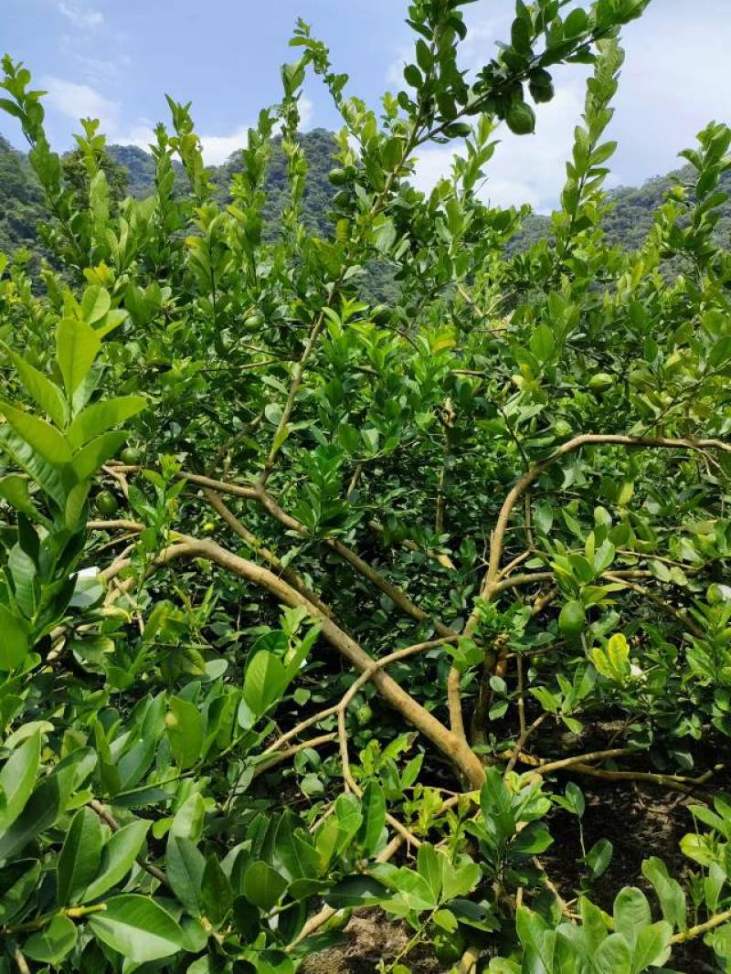 香水柠檬