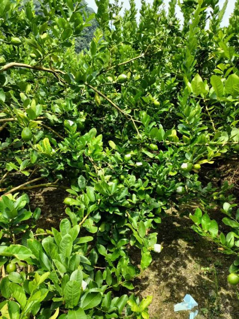 香水柠檬