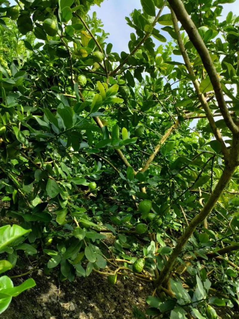香水柠檬