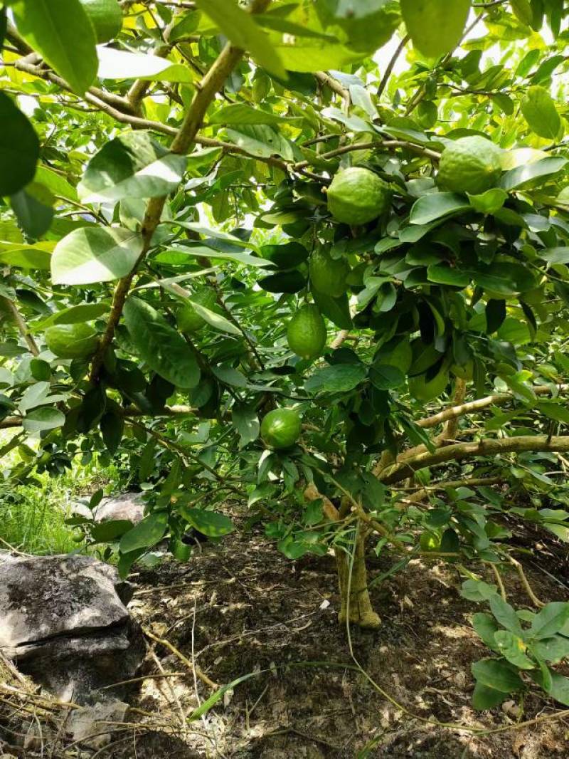 香水柠檬