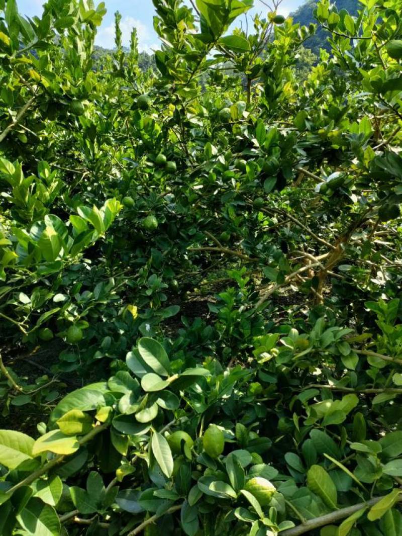 香水柠檬