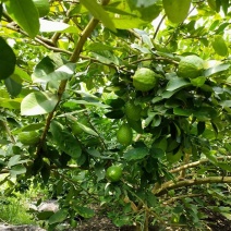 香水柠檬