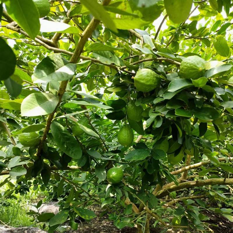 香水柠檬