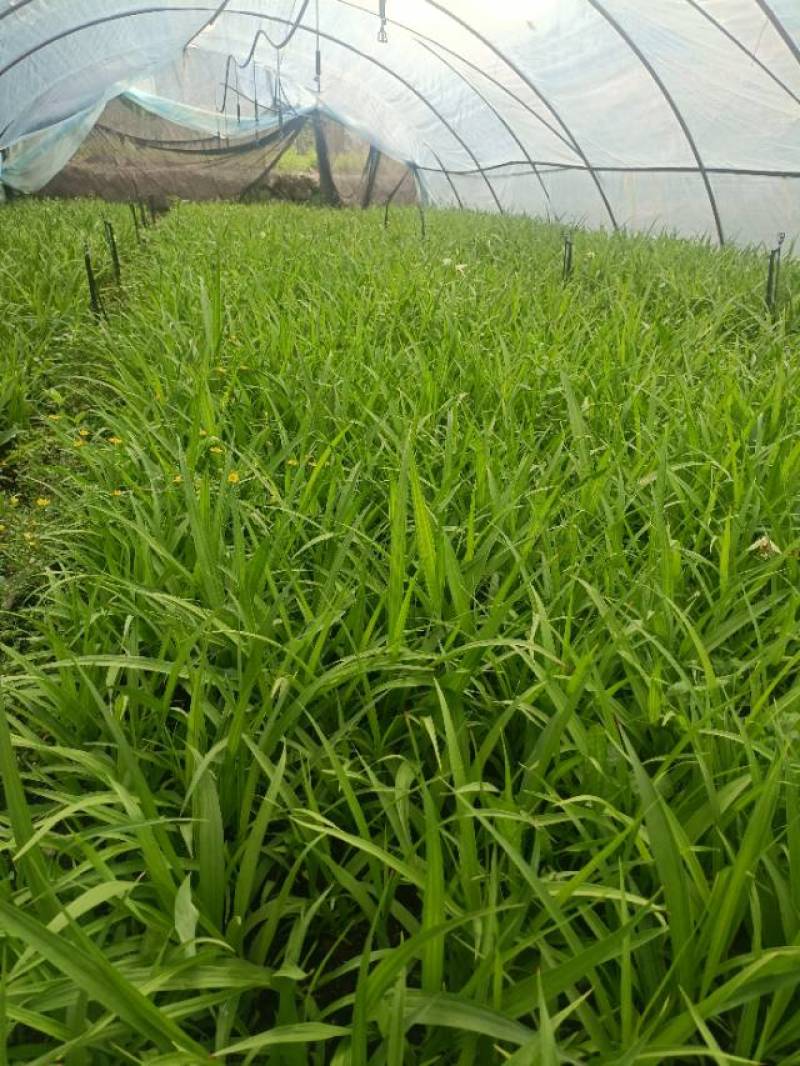 陕西商洛镇安白芨苗三年白芨训化苗需要的老板请下单