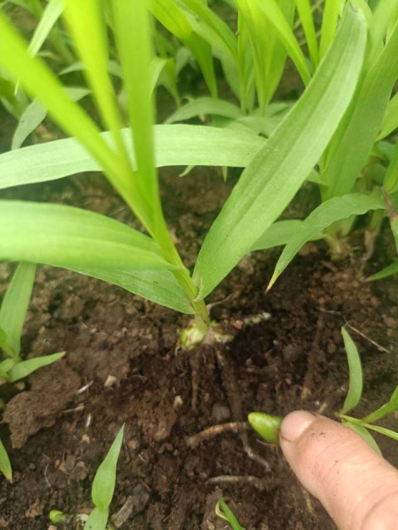 陕西商洛镇安白芨苗三年白芨训化苗需要的老板请下单