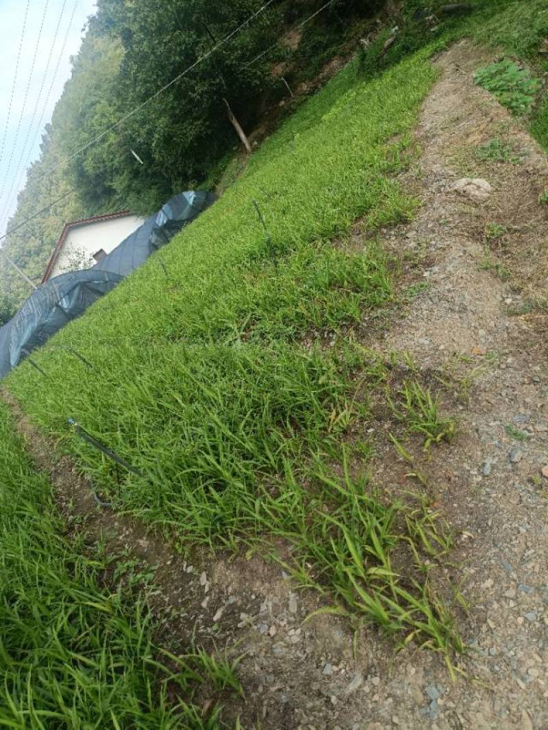 陕西商洛镇安白芨苗三年白芨训化苗需要的老板请下单