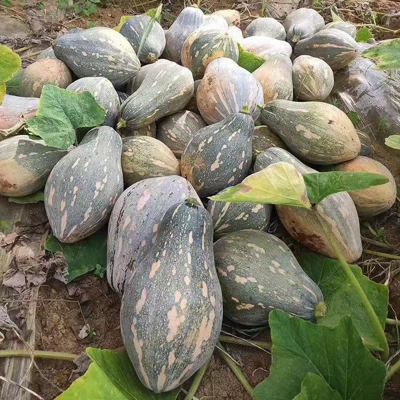 精品香芋南瓜软糯香甜大量有货欢迎联系下单