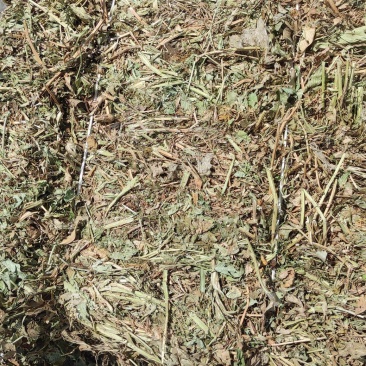 有膜花生秧小方捆，牛羊的好饲料，含蛋白高
