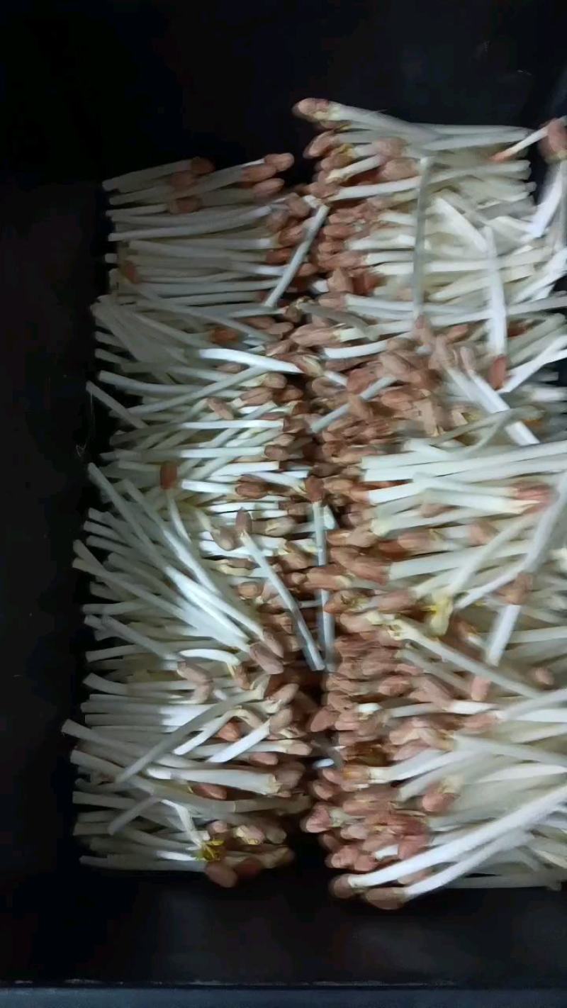 雨旺种植专业合作社芽苗菜