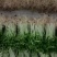 雨旺种植专业合作社芽苗菜