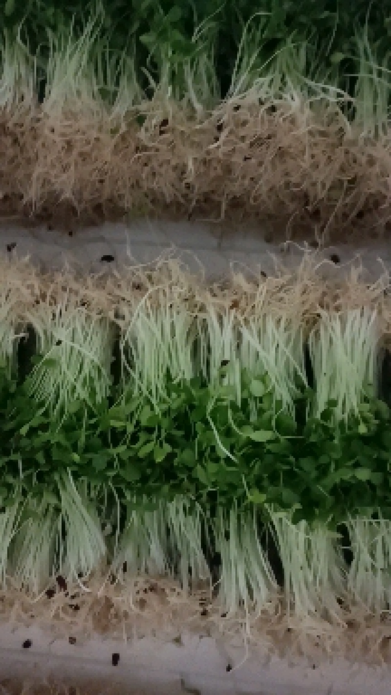 雨旺种植专业合作社芽苗菜