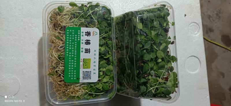 雨旺种植专业合作社芽苗菜