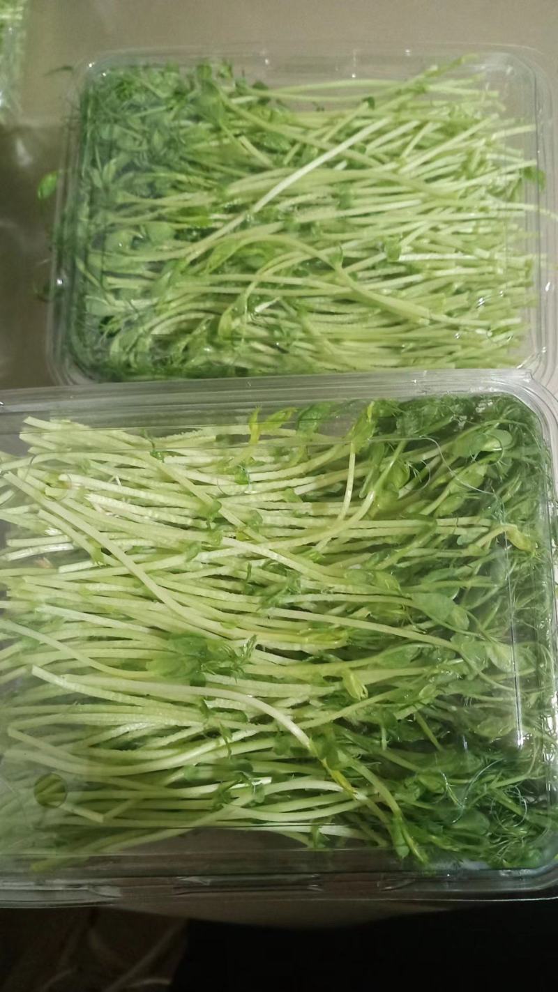 雨旺种植专业合作社芽苗菜