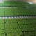 雨旺种植专业合作社芽苗菜