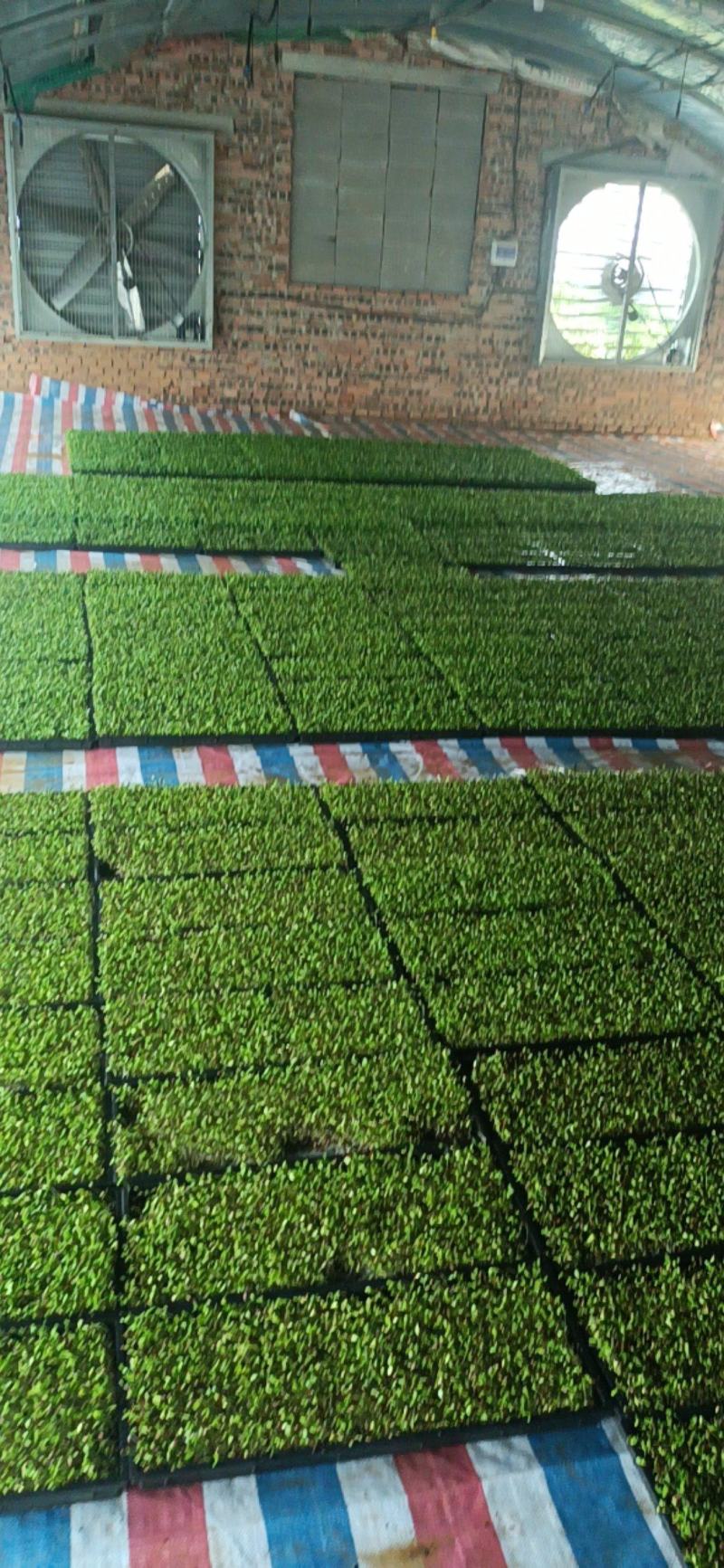 雨旺种植专业合作社芽苗菜