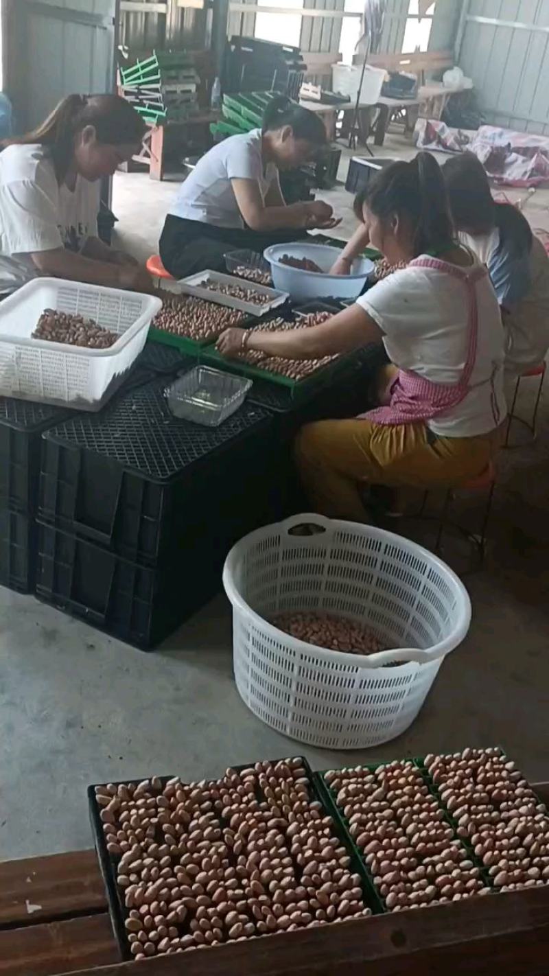 雨旺种植专业合作社芽苗菜