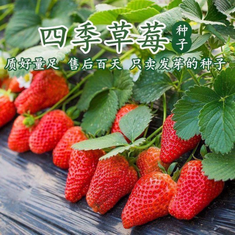 草莓种子籽奶油水果盆栽四季室内蔬菜种植花种子阳台植物花种
