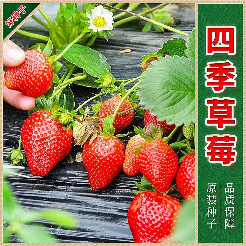 草莓种子籽奶油水果盆栽四季室内蔬菜种植花种子阳台植物花种