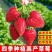 草莓种子籽奶油水果盆栽四季室内蔬菜种植花种子阳台植物花种