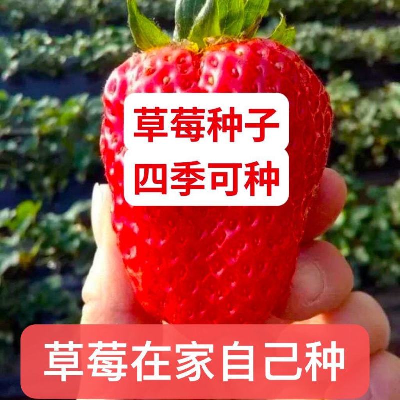 草莓种子籽奶油水果盆栽四季室内蔬菜种植花种子阳台植物花种
