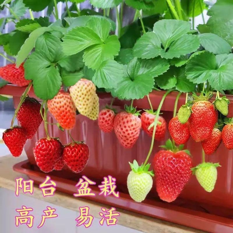 草莓种子籽奶油水果盆栽四季室内蔬菜种植花种子阳台植物花种