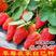 草莓种子籽奶油水果盆栽四季室内蔬菜种植花种子阳台植物花种