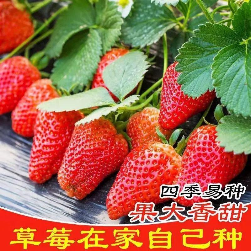草莓种子籽奶油水果盆栽四季室内蔬菜种植花种子阳台植物花种