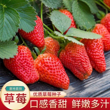 草莓种子奶油大草莓种籽四季结果好养易活庭院阳台室内水果盆