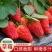 草莓种子奶油大草莓种籽四季结果好养易活庭院阳台室内水果盆