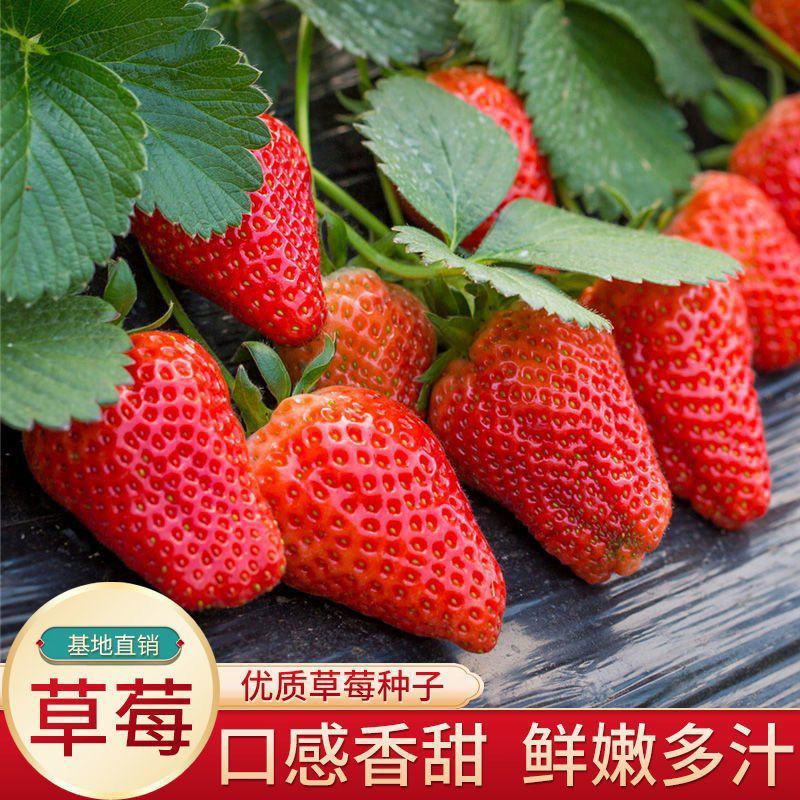 草莓种子奶油大草莓种籽四季结果好养易活庭院阳台室内水果盆