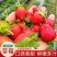 草莓种子奶油大草莓种籽四季结果好养易活庭院阳台室内水果盆