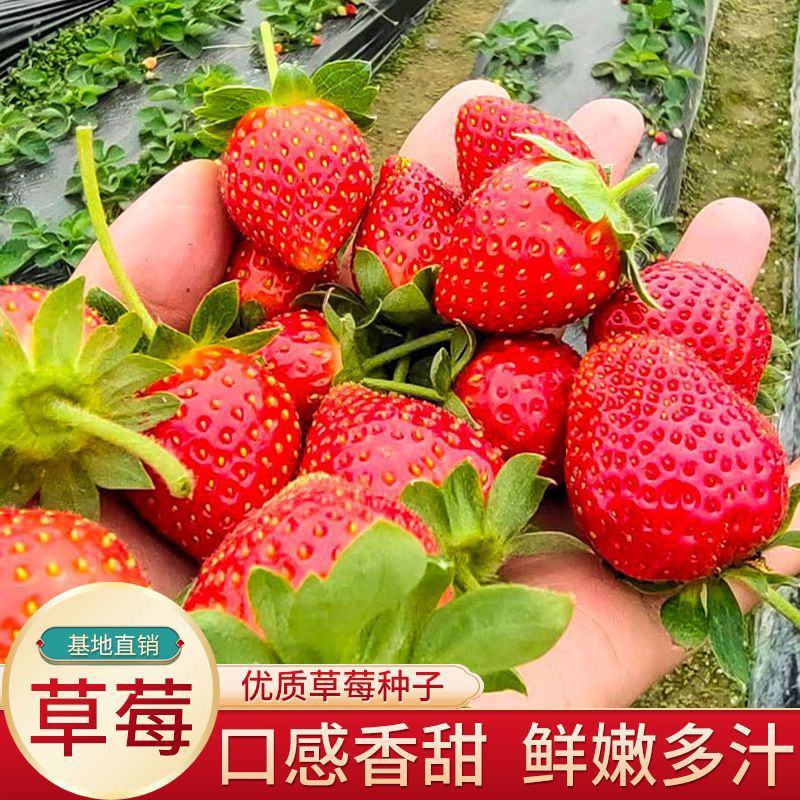 草莓种子奶油大草莓种籽四季结果好养易活庭院阳台室内水果盆
