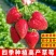 草莓种子奶油大草莓种籽四季结果好养易活庭院阳台室内水果盆