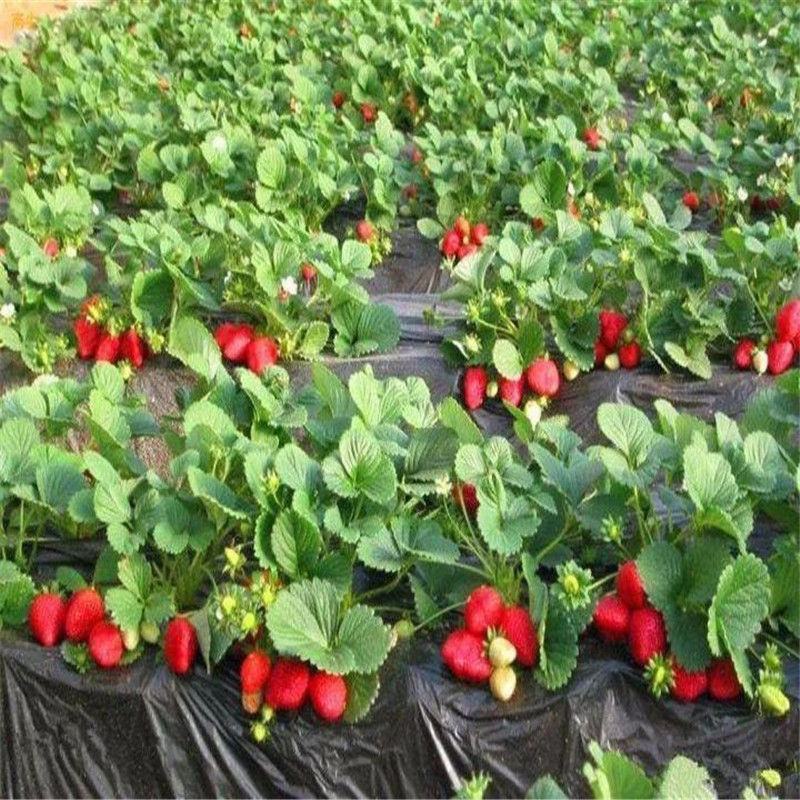 草莓种子奶油大草莓种籽四季结果好养易活庭院阳台室内水果盆