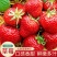 草莓种子奶油大草莓种籽四季结果好养易活庭院阳台室内水果盆