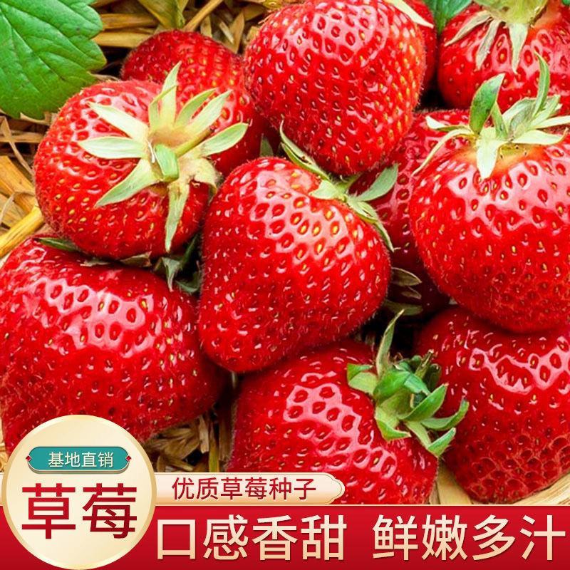 草莓种子奶油大草莓种籽四季结果好养易活庭院阳台室内水果盆