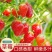 草莓种子奶油大草莓种籽四季结果好养易活庭院阳台室内水果盆