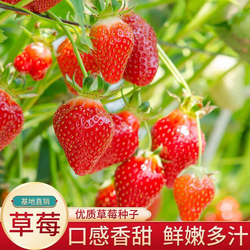 草莓种子奶油大草莓种籽四季结果好养易活庭院阳台室内水果盆