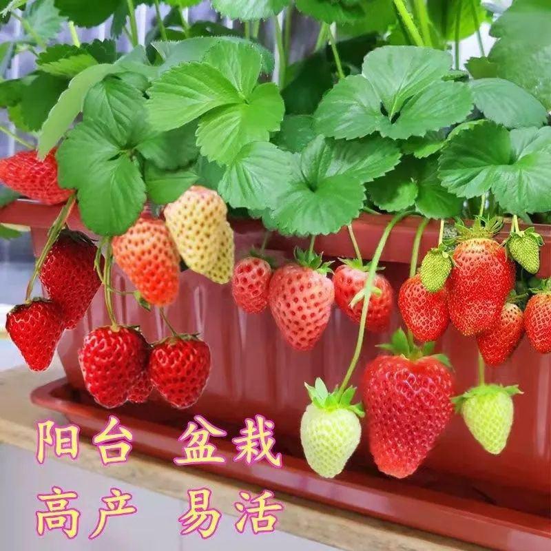 草莓种子奶油大草莓种籽四季结果好养易活庭院阳台室内水果盆