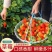 草莓种子奶油大草莓种籽四季结果好养易活庭院阳台室内水果盆