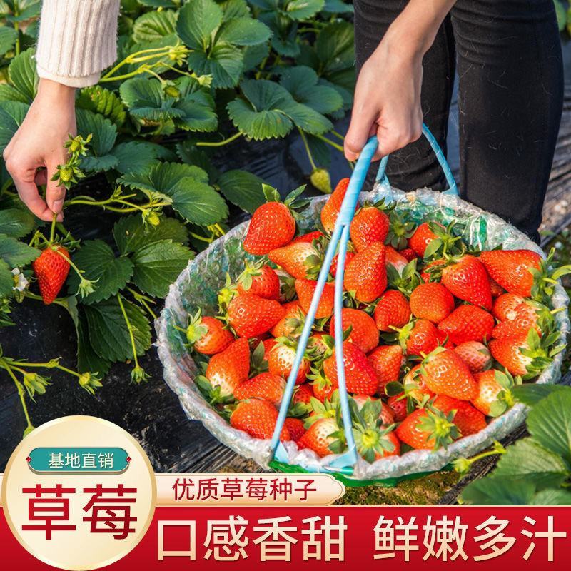 草莓种子奶油大草莓种籽四季结果好养易活庭院阳台室内水果盆