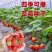 草莓种子奶油大草莓种籽四季结果好养易活庭院阳台室内水果盆